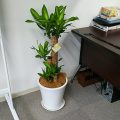 【幸福の木】観葉植物のドラセナ・マッサンゲアナをオフィスに購入