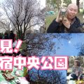 新宿中央公園での花見体験レポート！都庁と高層ビルと桜のコラボ