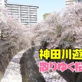 神田上水公園の満開の桜を見ながら動画のロケ地を探す